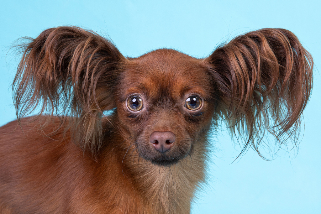seance-photo-canine-chien-hauts-de-france-auchy-les-mines-lille-béthune-lens-photographe-melody-bucci-photographeSmall