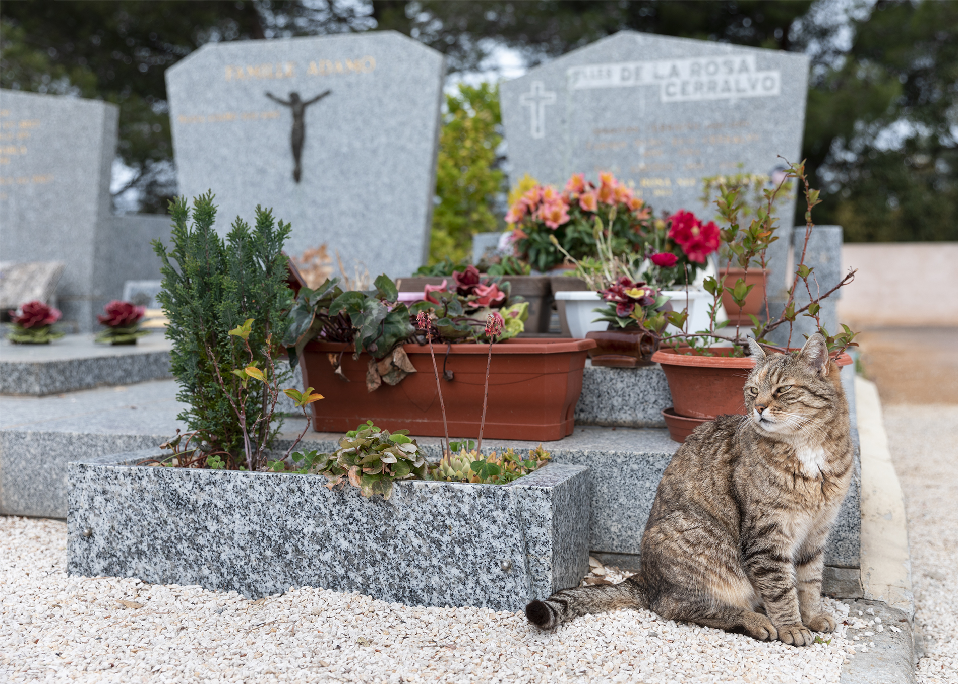 Portrait relation Hommes Animal Chat Cimetière Melody Bucci Photographe